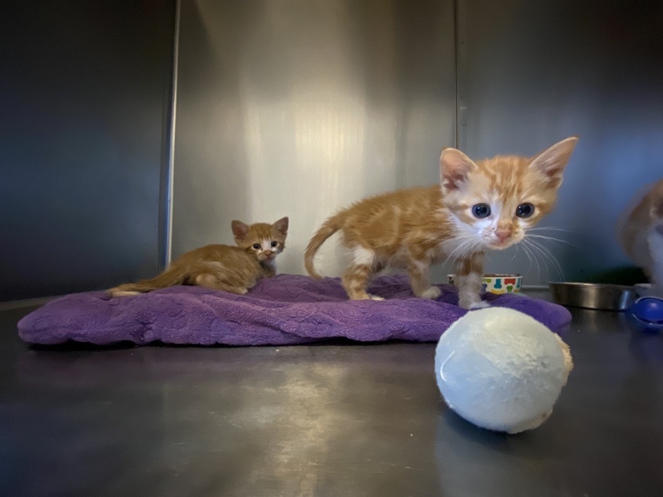 Weyburn Humane Society hosting garage sale! portals